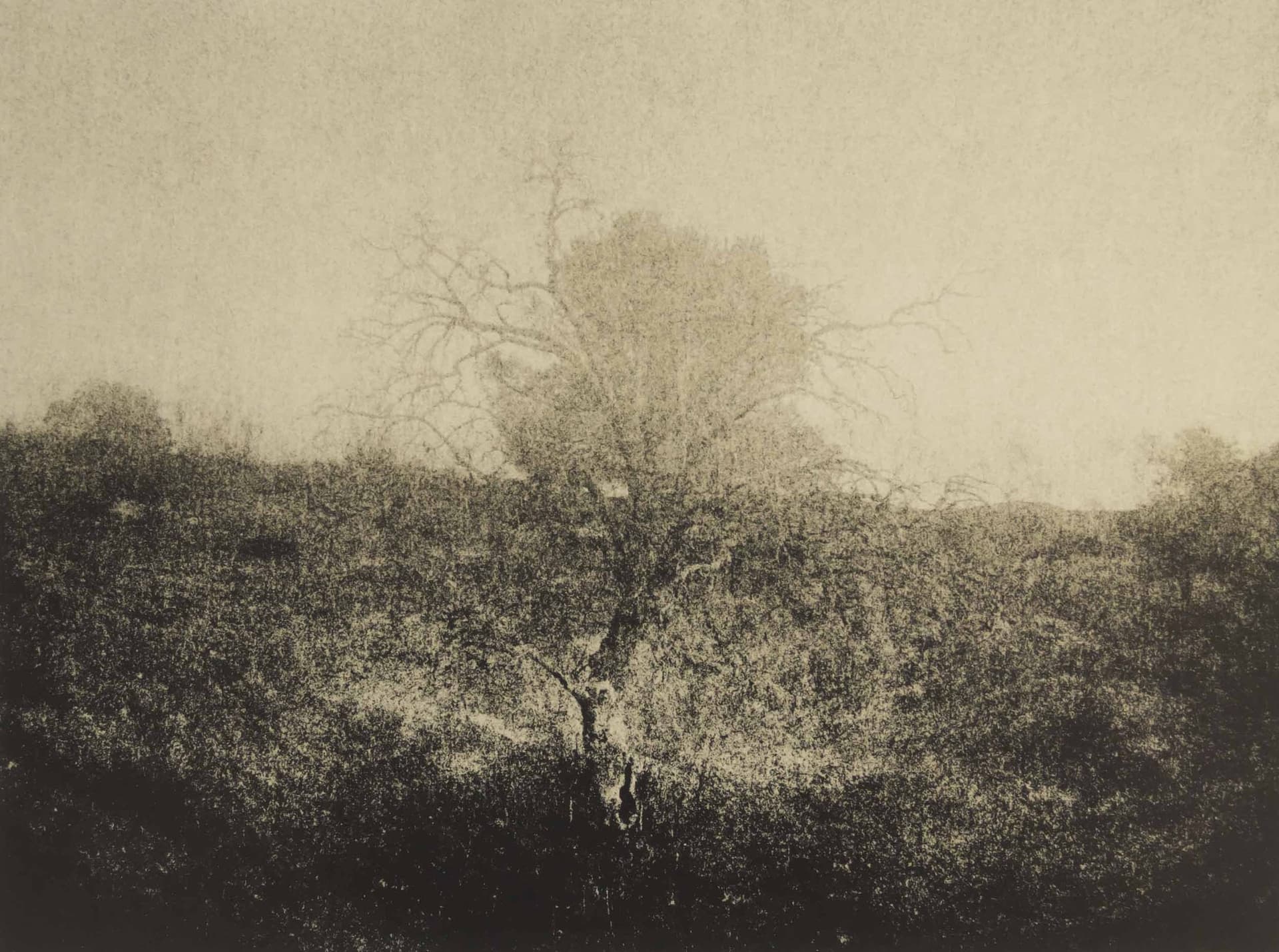 Ivan B. Palli — 1