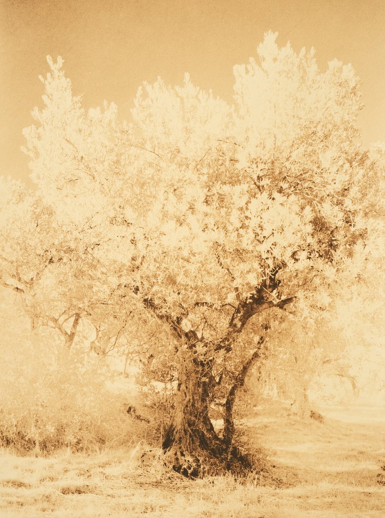 Ivan B. Palli — 3