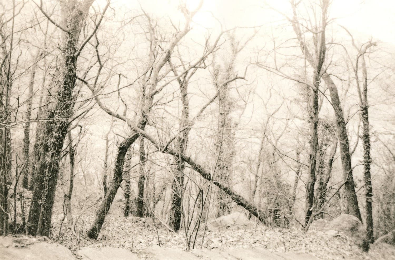 Ivan B. Palli — 4